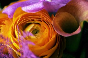 Arum et pivoines