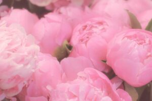 De belles pivoines roses