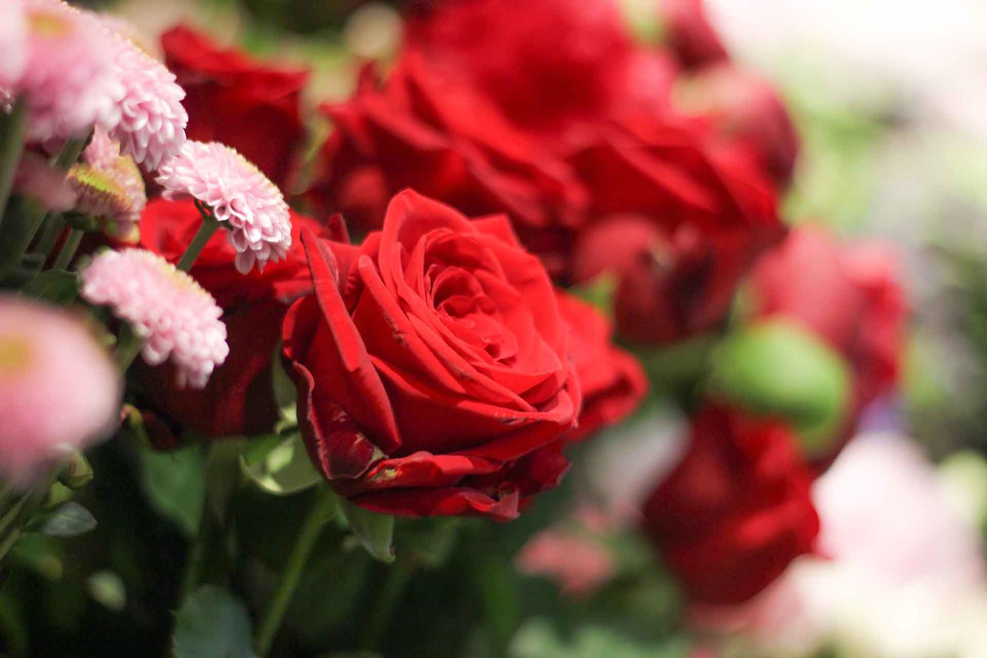 Roses rouges passionnées