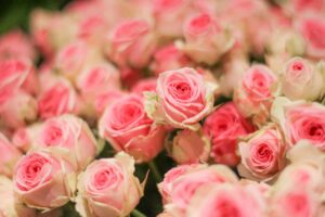 Des roses de jardin