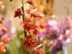 Close-up of orchid with tawny colors