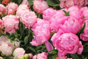 Des somptueuses pivoines