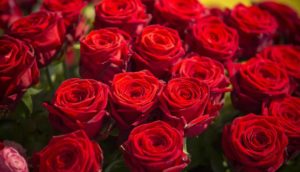 De splendides roses rouges