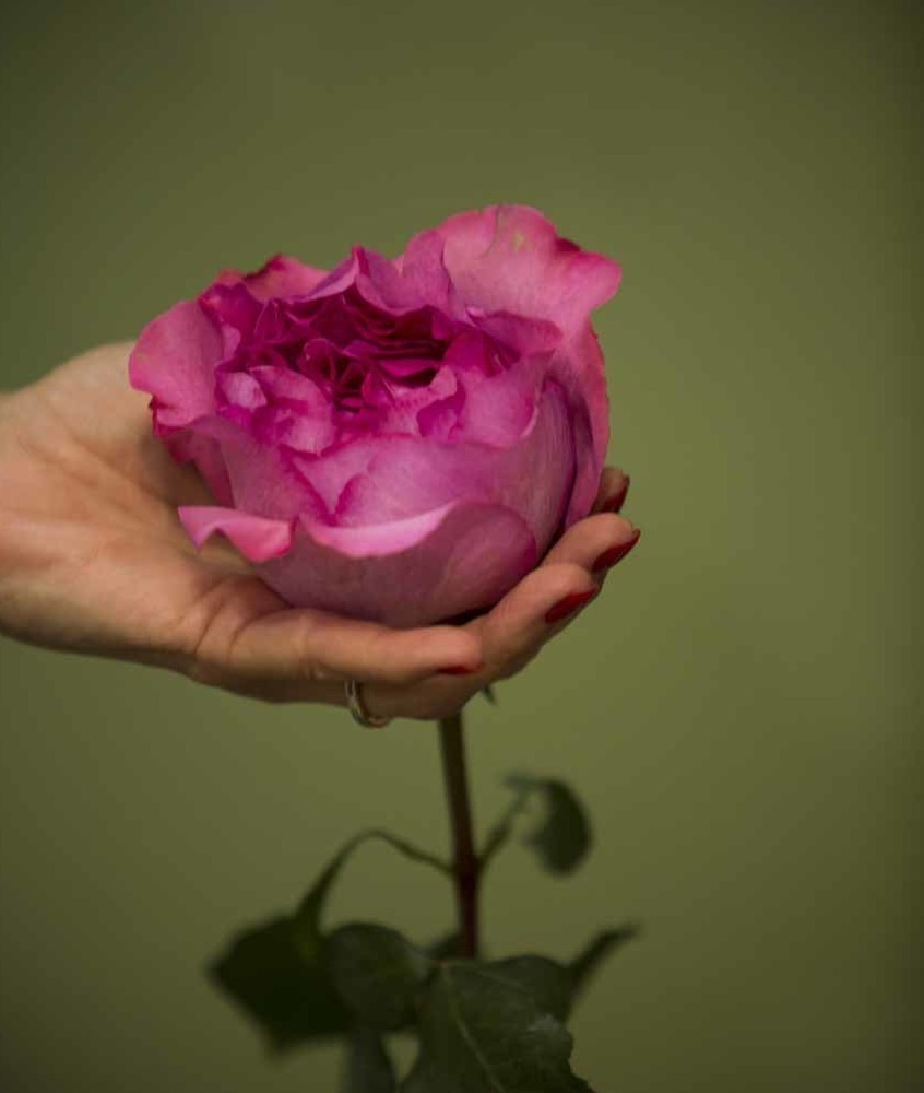 Close up on a rose