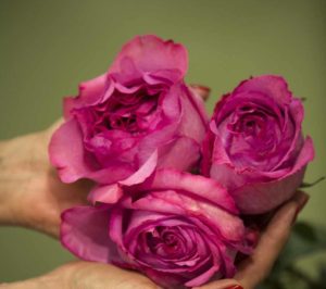 De magnifiques fleurs