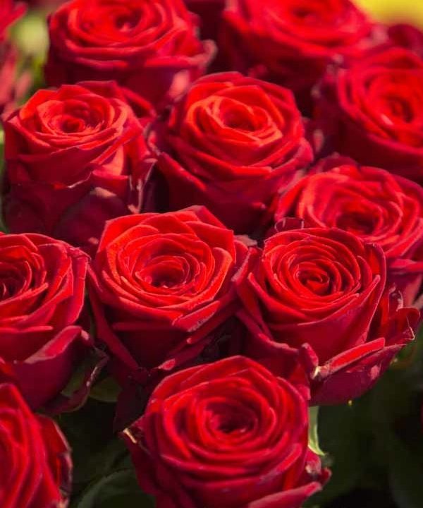 Gros plan sur l'aspect satiné de ces roses rouges