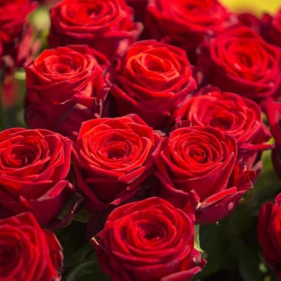 Close up on the satin aspect of these red roses