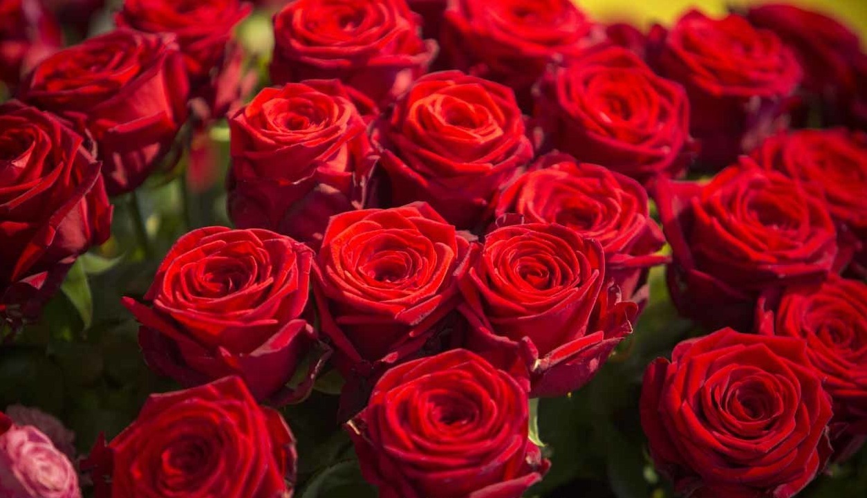 Close up on the satin aspect of these red roses