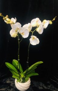 Orchidées moyennes 2 tiges