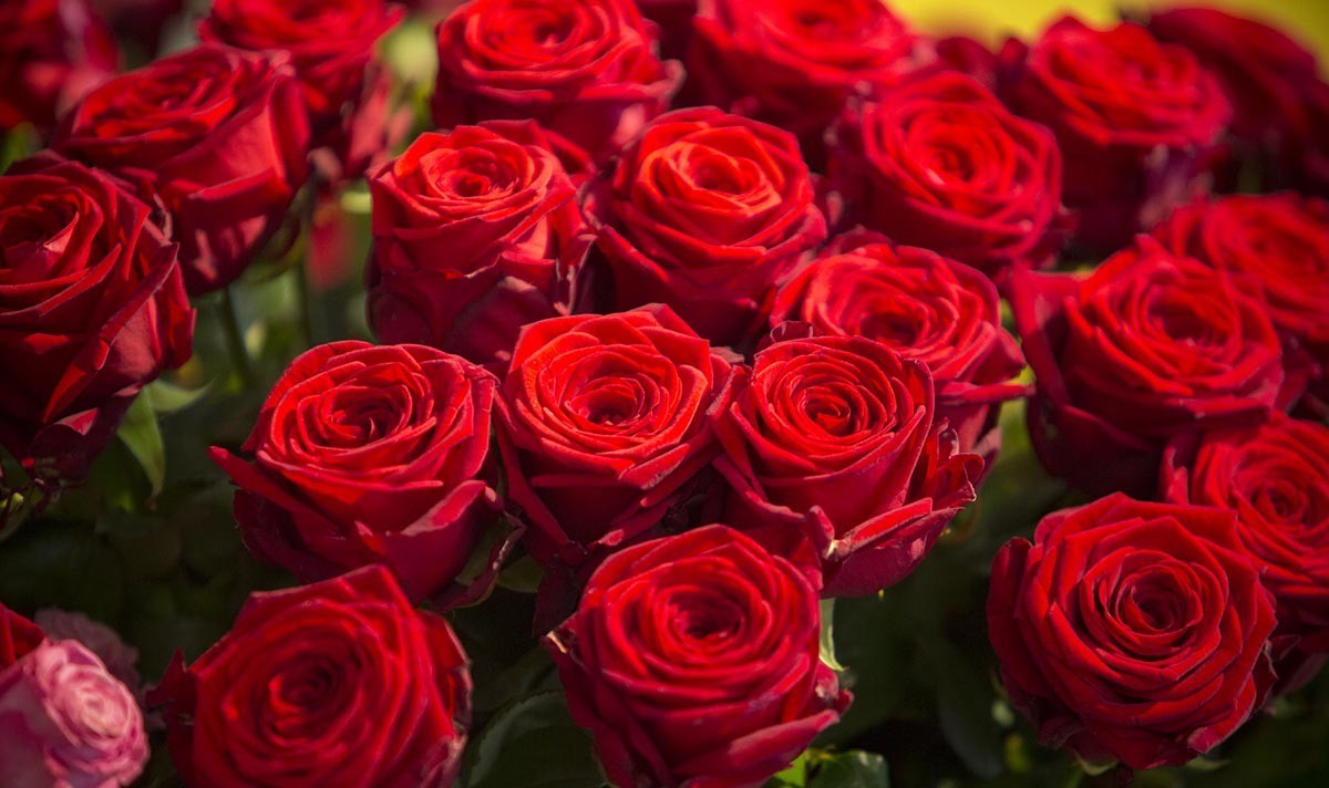 Un bouquet de roses rouges pour la Saint-Valentin
