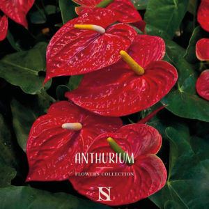 anthurium