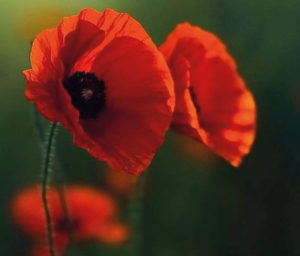 coquelicot