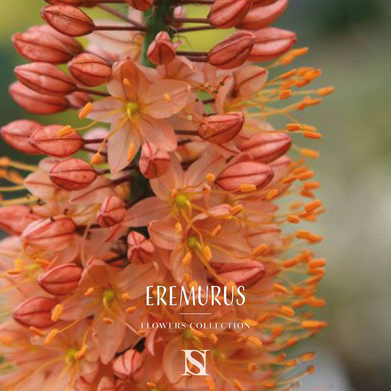 eremurus fleurs