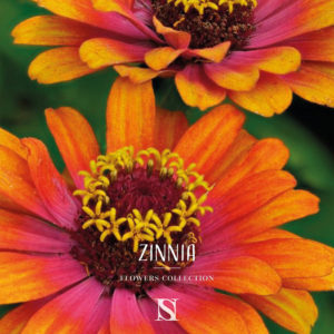 fleur zinnia