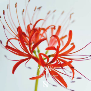 nerine
