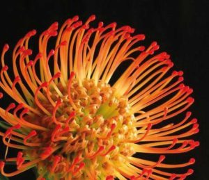 protea