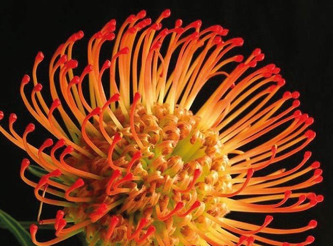 protea