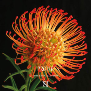 protea