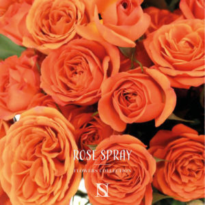 rose spray