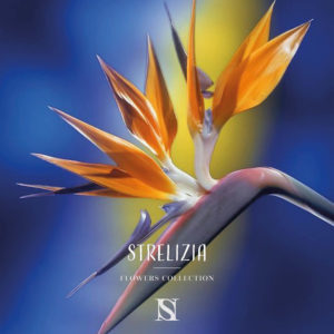 strelizia