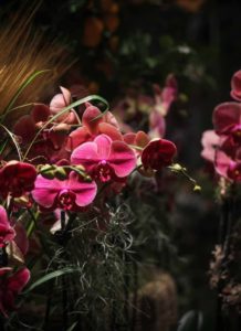 Beautiful orchids are offered to our eyes