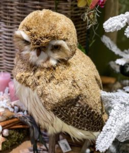A beautiful owl