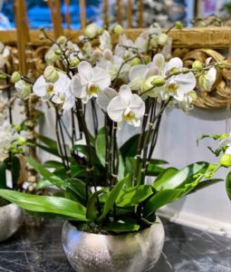 Des orchidées blanches magnifiques