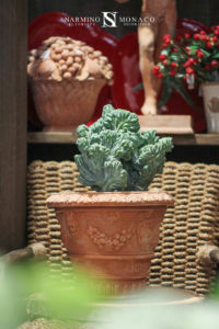 Cactus à notre boutique de fleurs Monte-Carlo