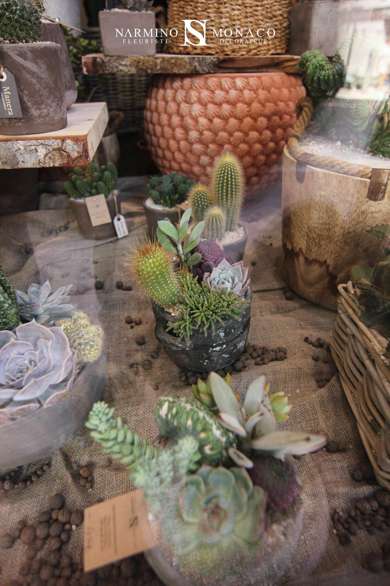 Cactus et plantes grasses à notre boutique Grimaldi