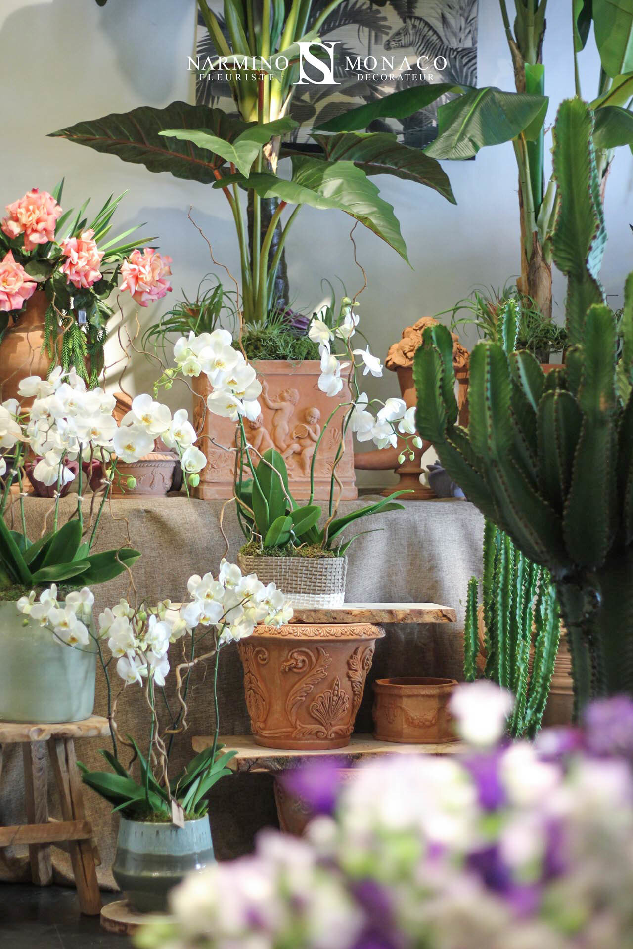 Cactus et plantes grasses à notre boutique Grimaldi