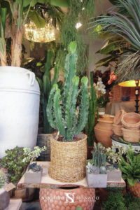 Un cactus "chandelier"