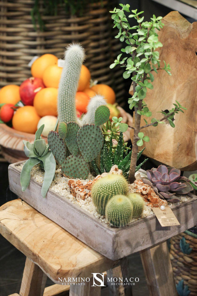 Une belle composition à base de cactus et plantes grasses visible à notre boutique Grimaldi à Monaco