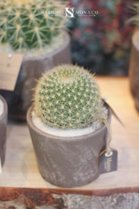 Un cactus