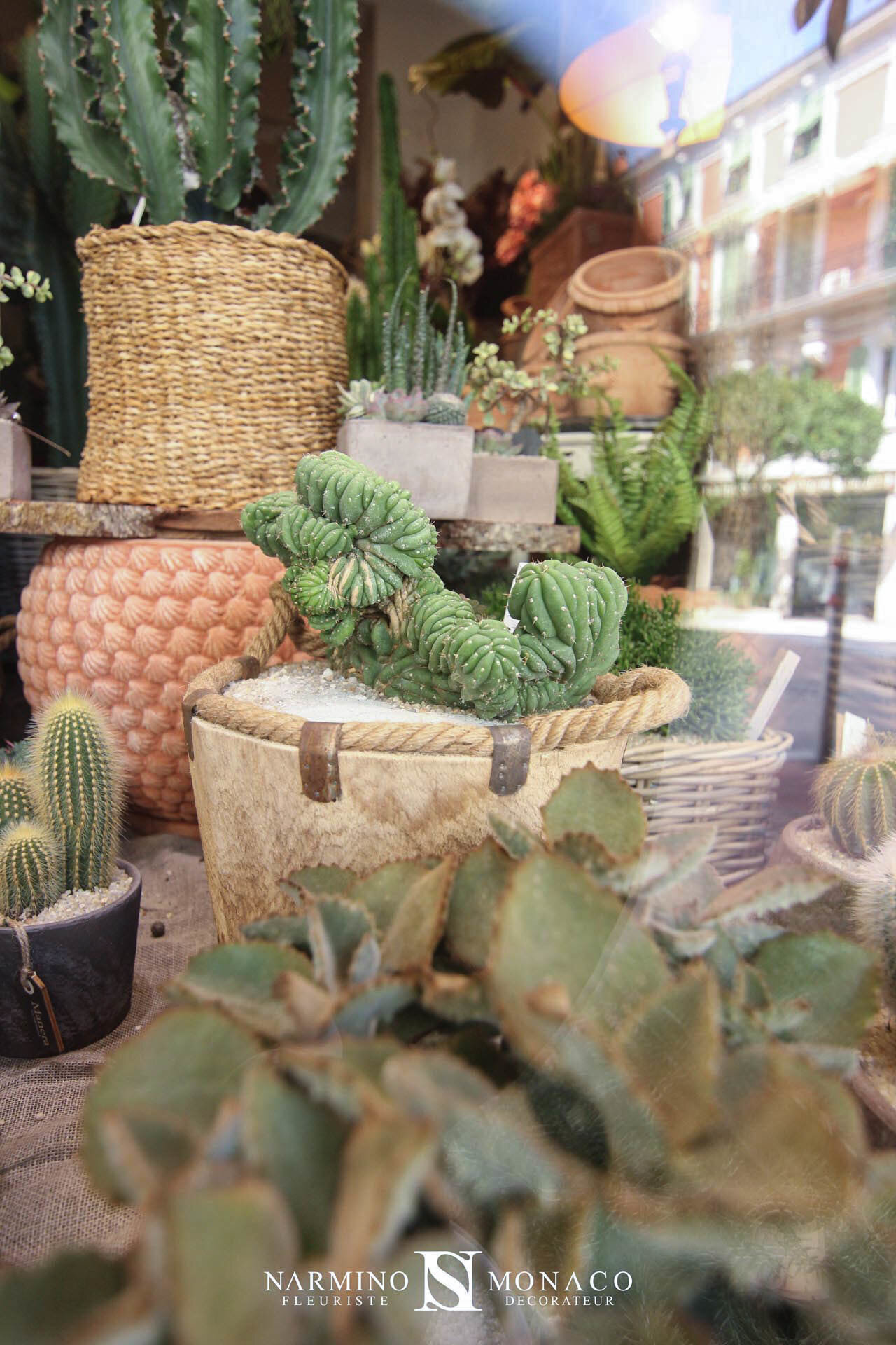 Cactus et plantes grasses Narmino Monaco