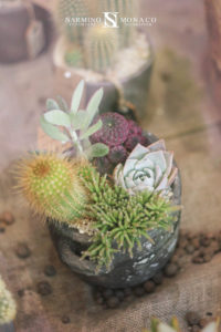 Cactus et plantes grasses Narmino Monaco