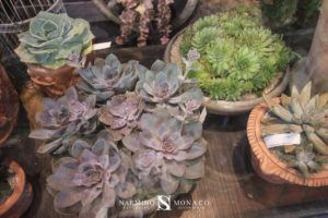 Cactus et plantes grasses dans notre vitrine