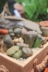De belles plantes grasses