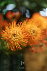 Les plus belles fleurs à Monaco sont chez Narmino